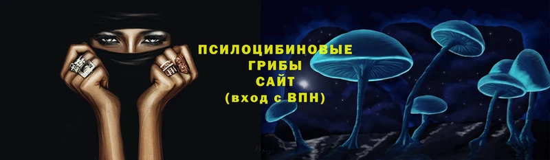 хочу наркоту  Всеволожск  Галлюциногенные грибы Magic Shrooms 